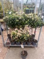 Viburnum Tinus op stam, 60,70 of 80 cm, met volle kruin, Ophalen