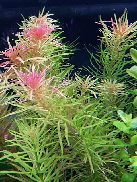 Limnophila Aromatica, Ophalen of Verzenden, Nieuw, Plant(en), Steen of Hout