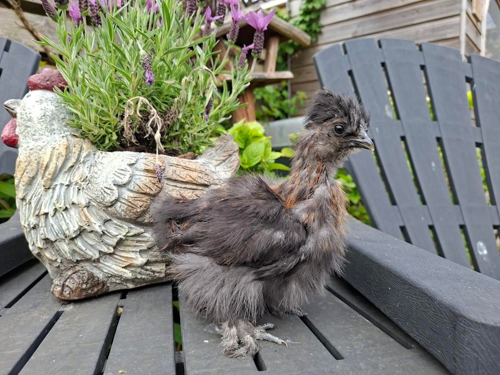 Zijdehoen kriel gesexst hennetjes, Dieren en Toebehoren, Vrouwelijk, Kip