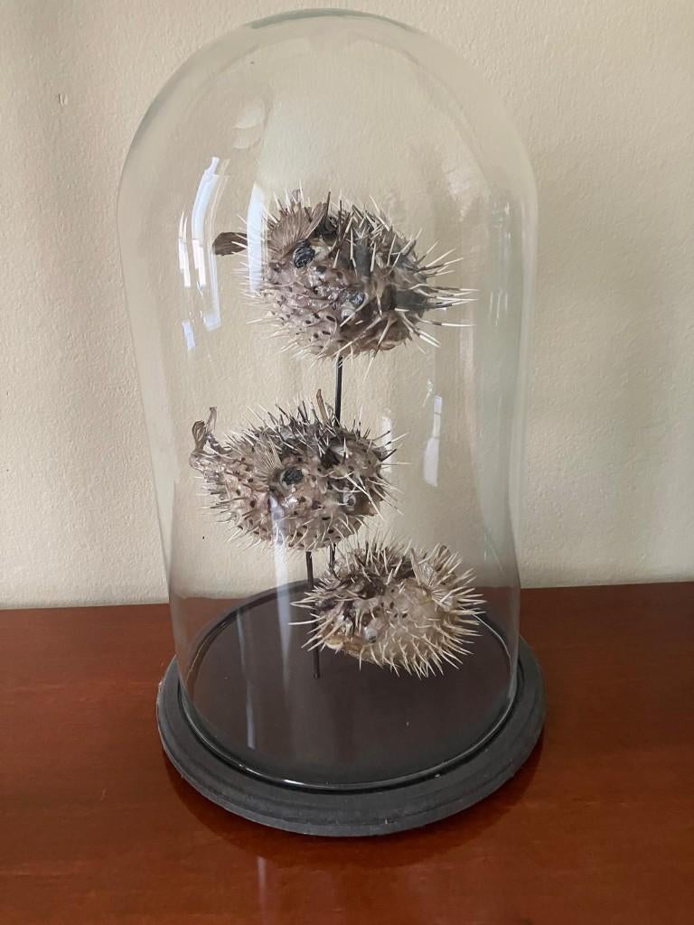 3 Kogelvissen / pufferfish in stolp H. 40 x 23 cm., Ophalen of Verzenden, Zo goed als nieuw, Overige soorten, Opgezet dier