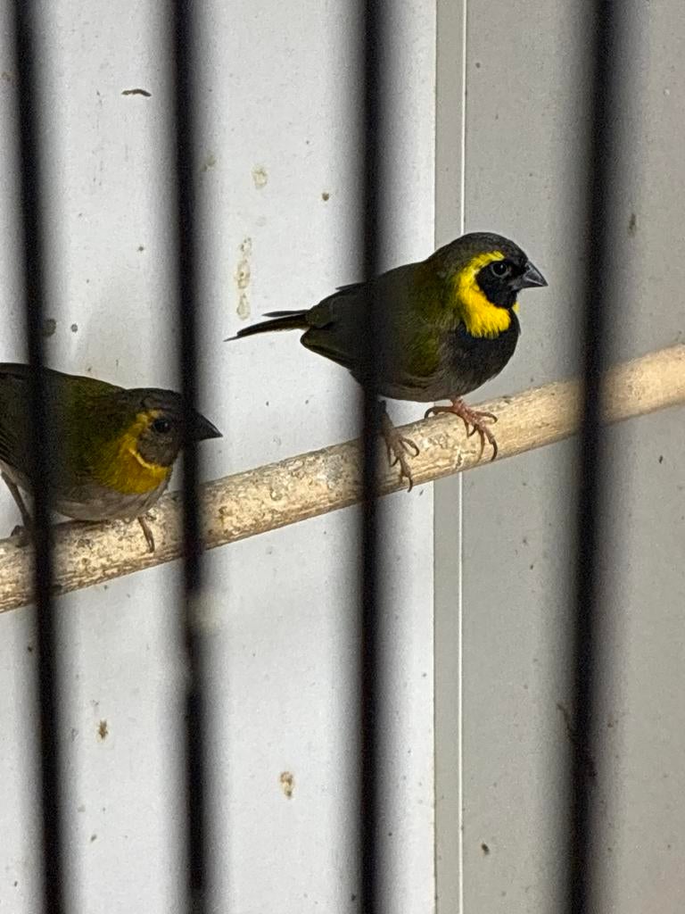 Koppel cubavinken, Meerdere dieren, Tropenvogel