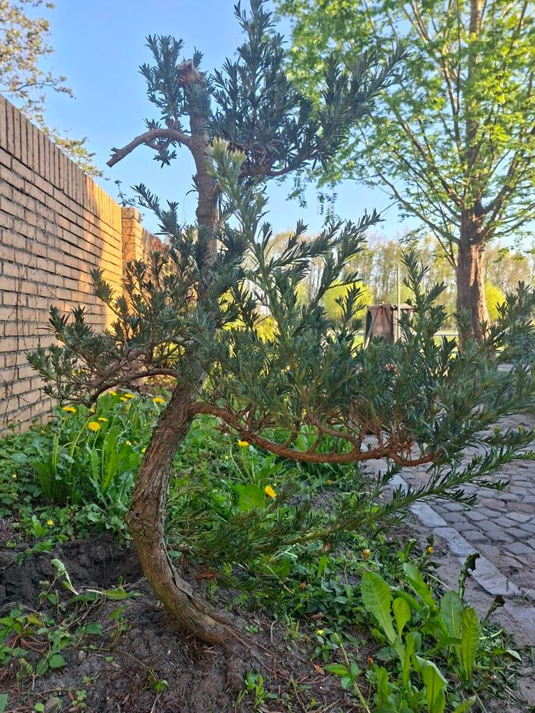 Bonsai Boom - Taxus Baccata, Vaste plant, Bloeit niet, Halfschaduw, Ophalen