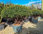 Exclusieve portugese laurier, prunus angustifolia, Tuin en Terras, Planten | Bomen, Ophalen, Halfschaduw, 100 tot 250 cm, Zomer
