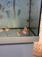 Discus, Vis, Zoutwatervis