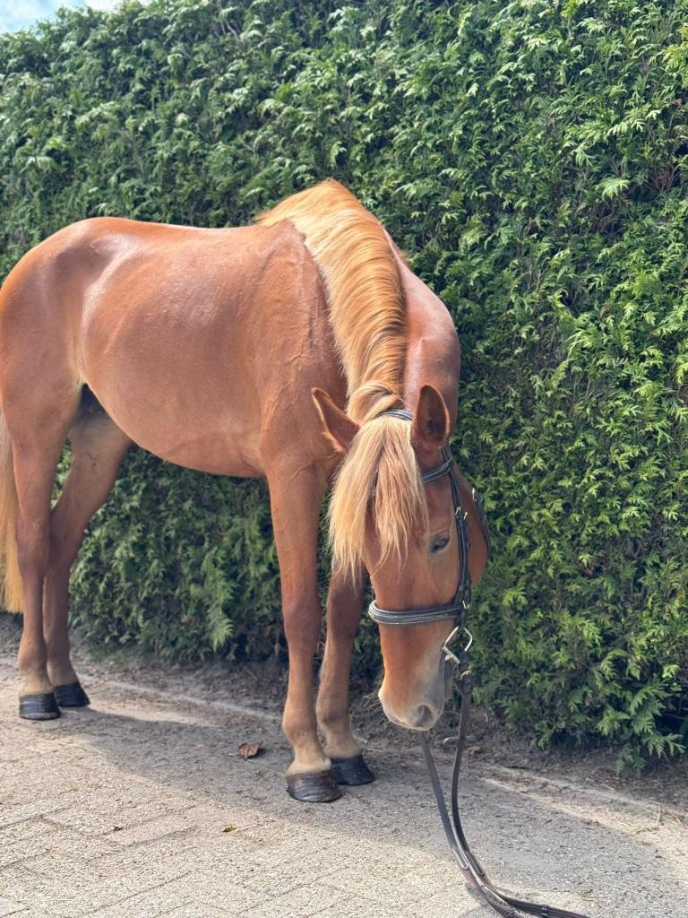 Gezocht Pony, Dieren en Toebehoren, Paarden en Pony's | Overige Paardenspullen, Ophalen, Nieuw, Recreatie