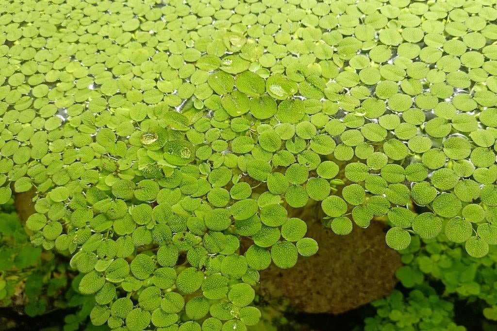 Drijf plant aquarium Salvinia Natans, Dieren en Toebehoren, Ophalen of Verzenden