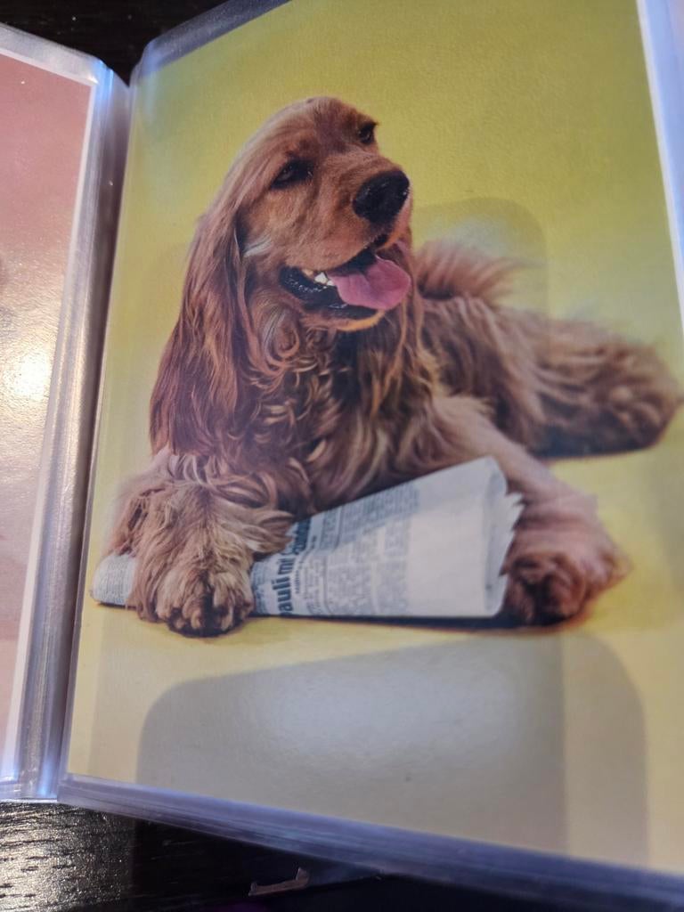 Vintage Ansichtkaart: Cocker Spaniël met Krant, Ophalen of Verzenden, 1960 tot 1980, Ongelopen, Hond of Kat