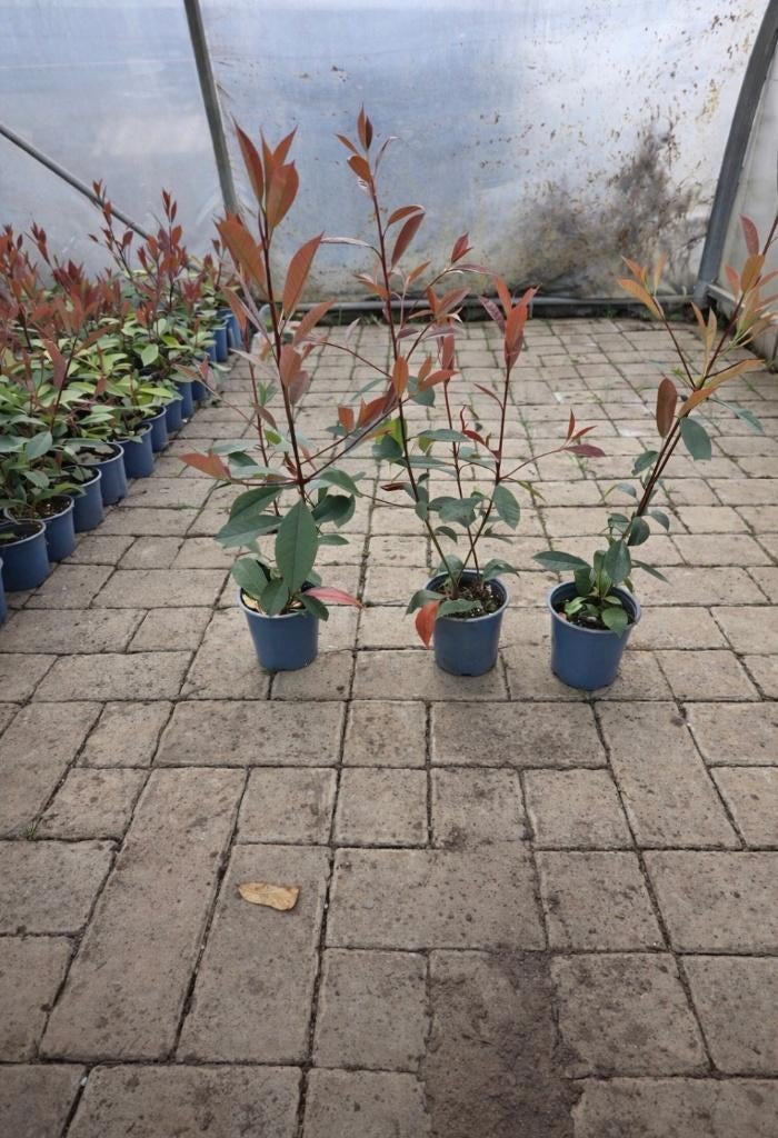 Photinia Red Robin 40/60 cm, Ophalen of Verzenden, Overige soorten, Haag, Minder dan 100 cm