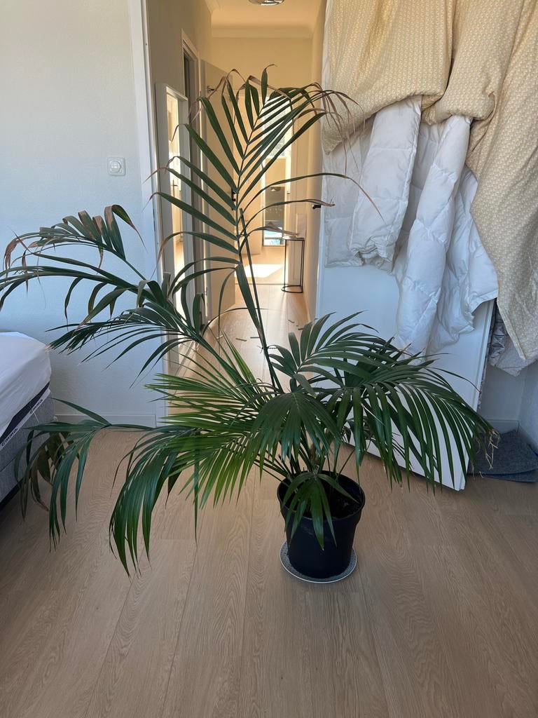 Grote Kentia Palm - grote palmt, Huis en Inrichting, Kamerplanten, Ophalen, Palm, Halfschaduw, In pot