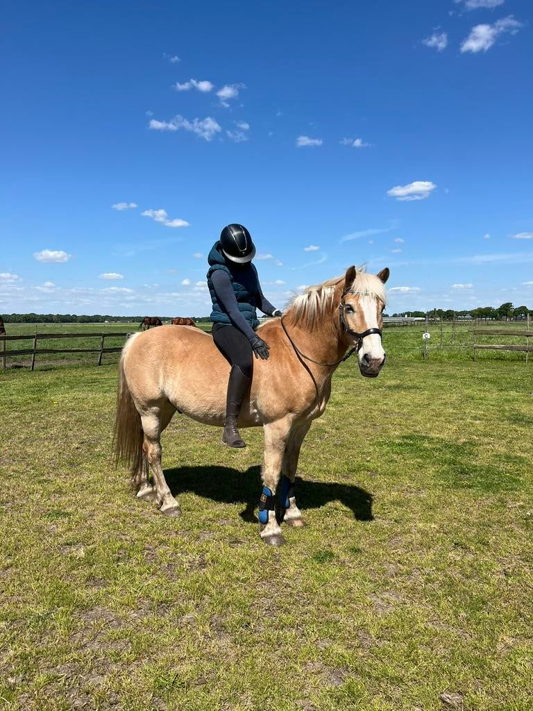 Leuke lieve haflinger met een pittig gouden randje!, Minder dan 160 cm, Met stamboom, Ruin, L