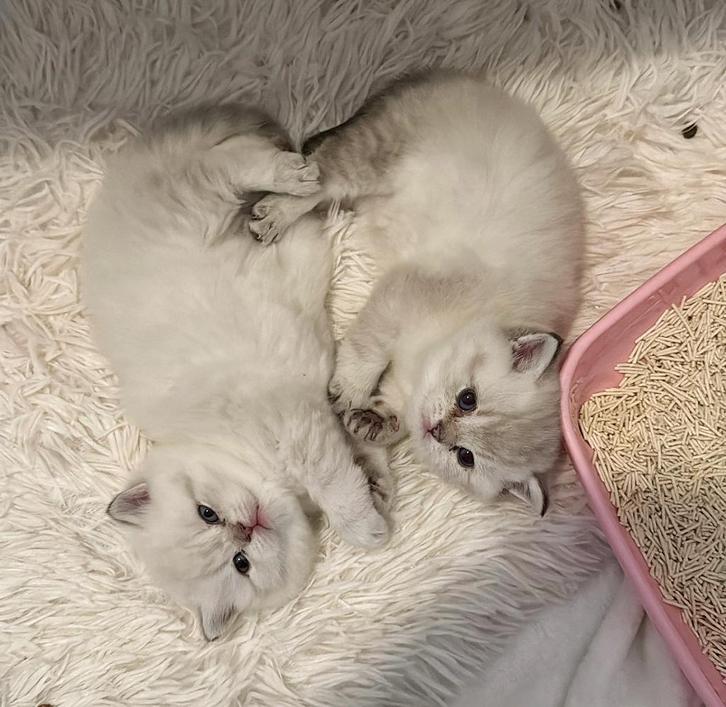 Brits Korthaar Kittens, Dieren en Toebehoren, Katten en Kittens | Raskatten | Korthaar, Meerdere dieren, 0 tot 2 jaar, Met stamboom