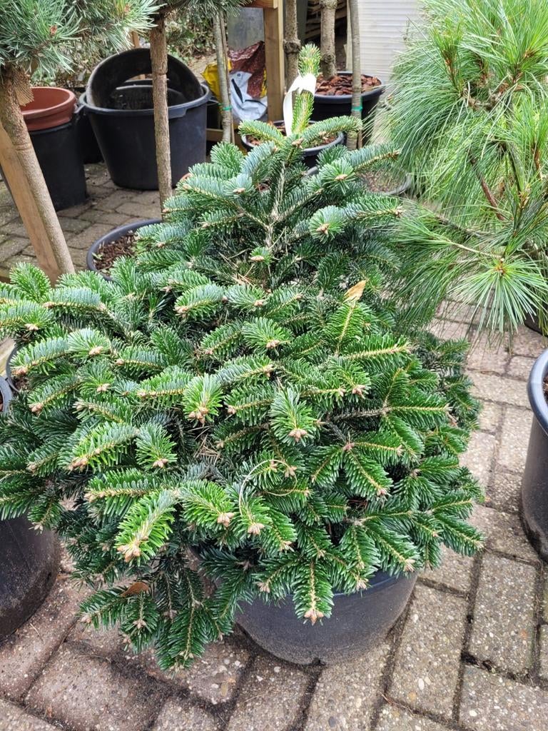 Abies Nordmanniana 'Dobrohovice' - Dwerg Nordmann Spar, Ophalen