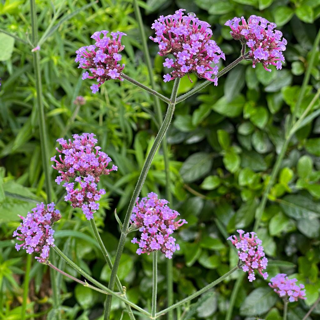 Zaden ijzerhard stijf (Verbena bonariensis), Ophalen of Verzenden, Voorjaar, Volle zon, Zaad