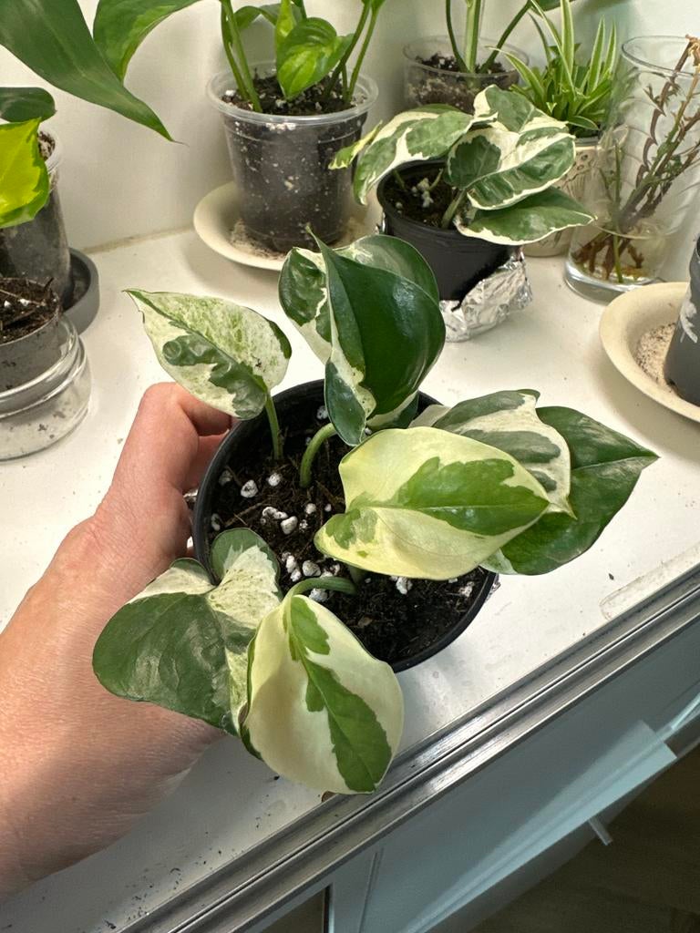 Epipremnum Njoy kamerplant - nr2, Ophalen