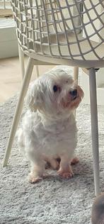 Maltezer zoekt een thuis, Dieren en Toebehoren, 6 jaar of ouder, Maltezer, Particulier, Reu