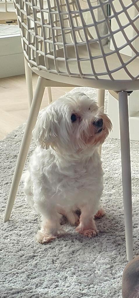 Maltezer zoekt een thuis, Dieren en Toebehoren, Honden | Chihuahua's en Gezelschapshonden, Reu, Maltezer, Particulier, Eén hond