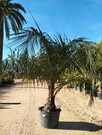 Gezocht Butyagrus, Tuin en Terras, Planten | Bomen, Ophalen, Zomer, Volle zon, Overige soorten