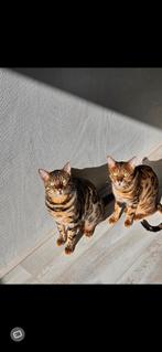 Bengaalse katten, Dieren en Toebehoren, Katten en Kittens | Overige Katten