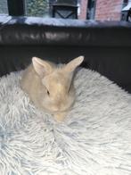 Jonge leeuwenkop konijntjes 3stuks, Dieren en Toebehoren, Meerdere dieren, Dwerg