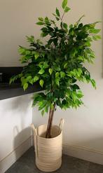 mooie volle kunst ficus plant met of zonder mand, Bloeit niet, Overige soorten, 100 tot 250 cm, Ophalen