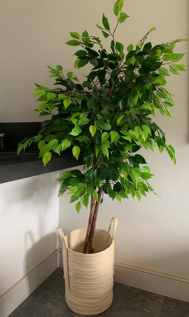 mooie volle kunst ficus plant met of zonder mand, Tuin en Terras, Planten | Bomen, Overige soorten, 100 tot 250 cm, Volle zon