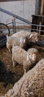 Angora bokjes te koop CAE en CL vrij, Mannelijk, Geit