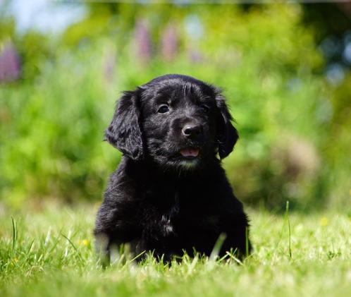 Lieve Friese Stabij x Golden retriever pups uit stamboomlijn, Dieren en Toebehoren, Honden | Retrievers, Spaniëls en Waterhonden