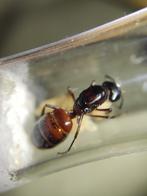 Camponotus ligniperda mieren koningin (grootste mier van Eur, Dieren en Toebehoren, Insecten en Spinnen, Mieren