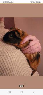 Cavia beertjes, Dieren en Toebehoren, Knaagdieren, Juli, Mannelijk, Cavia