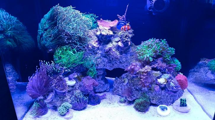 Te koop nette blue marine zeewater 90 liter, Dieren en Toebehoren, Vissen | Aquariumvissen, Vis