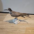 Opgezette Stern opgezet taxidermie taxidermy geprepareerd, Ophalen of Verzenden, Zo goed als nieuw, Vogel, Opgezet dier
