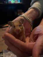 Goudhamster 5 weekjes oud, Dieren en Toebehoren, Knaagdieren, Hamster, Vrouwelijk, Tam, Oktober