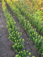 Euonymus green spire buxusvervanger, Ophalen of Verzenden