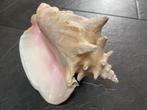 Schelp vleugelhoorn koninginneschelp, Verzamelen, Mineralen en Fossielen, Ophalen of Verzenden, Schelp(en)