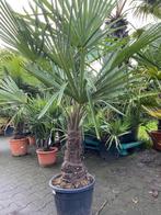 Mooie winterharde palmboom trachycarpus fortunei 40cm stam, Tuin en Terras, Planten | Bomen, Lente, 100 tot 250 cm, Palmboom, Ophalen