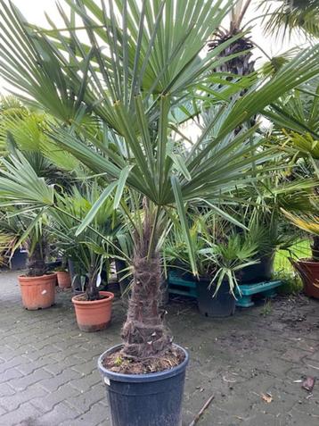 Mooie winterharde palmboom trachycarpus fortunei 40cm stam beschikbaar voor biedingen