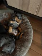 Te koop 1  super mooi teckel kanichen/ dwerg pups, Dieren en Toebehoren, Kaninchen, CDV (hondenziekte), 8 tot 15 weken, Korthaar