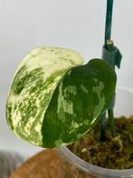 Scindapsus Jade Satin Variegata #3, Huis en Inrichting, Kamerplanten, Ophalen of Verzenden, Halfschaduw, Minder dan 100 cm