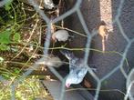 Gratis 6 jonge hanen., Dieren en Toebehoren, Vogels | Overige Vogels, Mannelijk, Tropenvogel