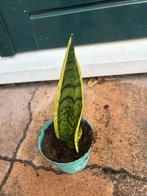 Sanseveria met pups - luchtzuiverend!, Vaste plant, Bloeit niet, Halfschaduw, Ophalen