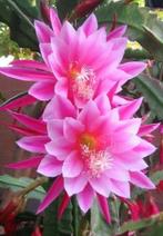 cactus - Epiphyllum GRACE ANN, Ophalen of Verzenden, Cactus, Volle zon, Minder dan 100 cm