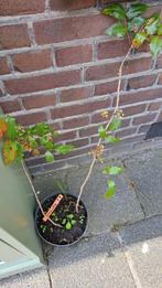 Mahonie (?), Ophalen, Overige soorten, Minder dan 100 cm