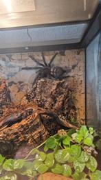 0.1 volwassen psalmopoeus irminia, Dieren en Toebehoren