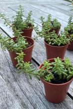 🌱  Sedum Album / Petrosedum Ochroleucum - vetkruid rotstuin, Tuin en Terras, Ophalen, Bodembedekkers, Volle zon, Vaste plant