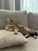 Te koop: Lieve Britse/Amerikaanse Korthaar kater, Dieren en Toebehoren, Katten en Kittens | Raskatten | Korthaar, Kater, Gechipt
