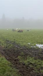 Te huur gevraagd weiland mag ook voor tijdelijk, Dieren en Toebehoren, Weidegang, 4 paarden of pony's of meer