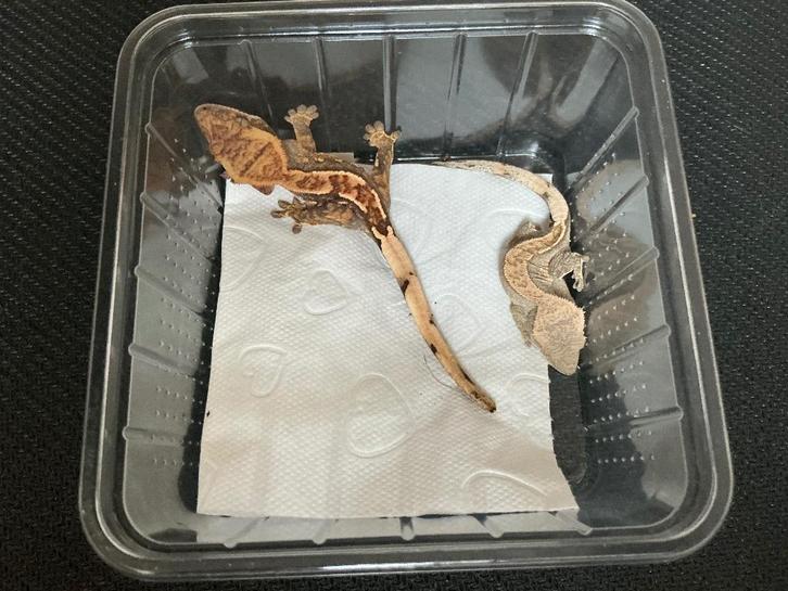 Crested gekko's