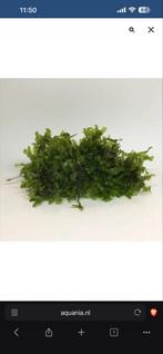 Monosolenium Pelia Mos, Dieren en Toebehoren, Ophalen, Plant(en), Steen of Hout