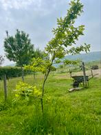 Jonge eikenboom, Tuin en Terras, Planten | Bomen, Ophalen, Volle zon, Overige soorten, 100 tot 250 cm