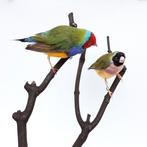 duo opgezette gould amadines taxidermy taxidermie vogels, Verzamelen, Dierenverzamelingen, Ophalen of Verzenden, Vogel, Opgezet dier
